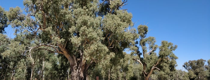 Giant Gum Tree is one of Tempat yang Disukai Stephen.