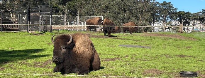 Bison Paddock is one of San Francisco Bay Area Attractions.