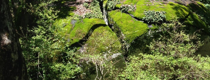 Panola Shoals Trailhead is one of Places to walk, run and hike around Atlanta.