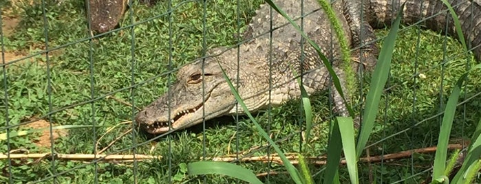 Critchlow Alligator Sanctuary is one of สถานที่ที่ Bri ถูกใจ.