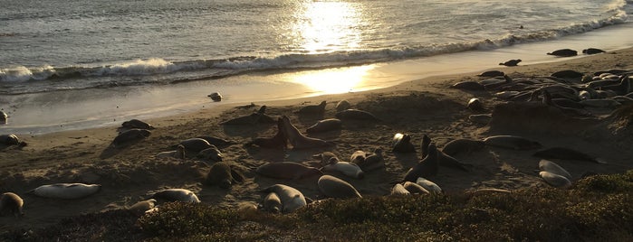 Piedras Blancas Elephant Seal Rookery is one of Tempat yang Disukai Larisa.