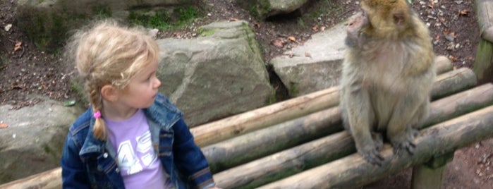 Montagne Des Singes Zoo