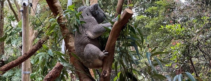 Koala Park Sanctuary is one of Sydney attractions.