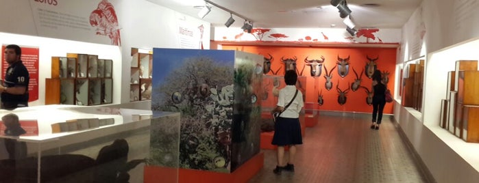 Museo Miguel Lillo de Ciencias Naturales is one of Tucuman.