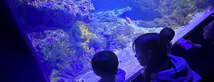 Kyoto Aquarium is one of Kyoto with kids.