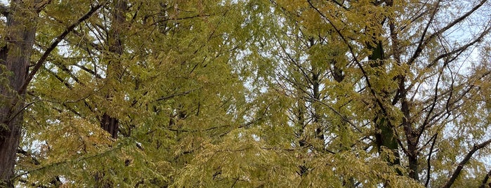 Metasequoia Road is one of MJ의 여행지'ㅅ'.