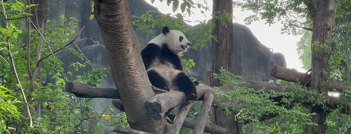 No. 2 Enclosure for Giant Pandas is one of China.