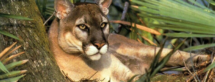 Florida Panther National Wildlife Refuge is one of National Wildlife Refuge System (East).