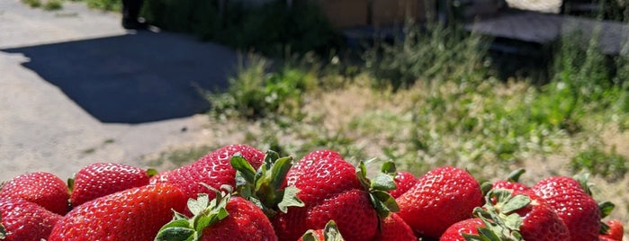 Farmer Lao's Strawberry Stand is one of Northwest Cali - Marin County.