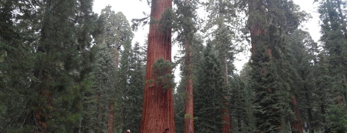 Mariposa Grove Museum is one of Gary's List.
