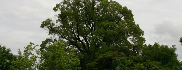 岡山市保存樹