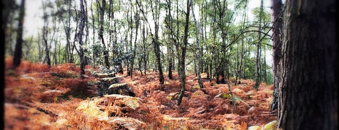 Dunwich Forest is one of England.
