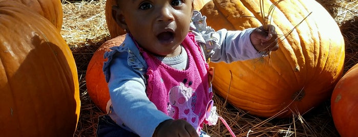 Uncle Bobs Pumpkin Patch is one of Things to Do.