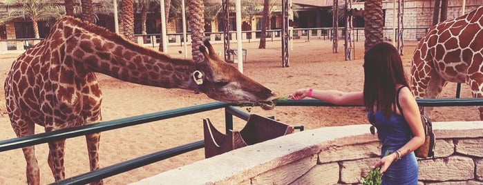 Kids Park Zoo is one of Abu Dhabi.