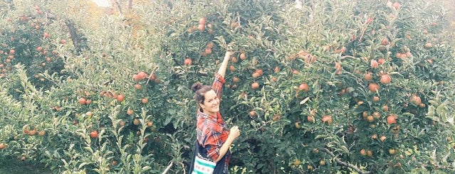 DuBois Apple Orchards is one of Pick Your Own NYC.