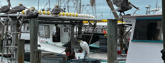 Star Fish Company Restaurant and Seafood Market is one of sarasota.