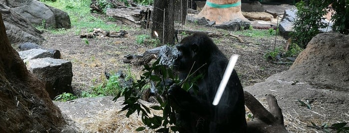 Gorilla Woods is one of Orte, die mayumi gefallen.