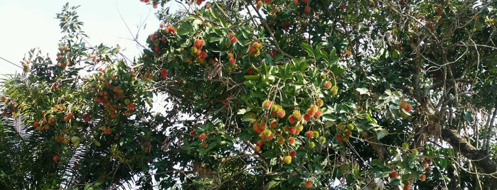 Sungai Kechil is one of All-time favorites in Malaysia.