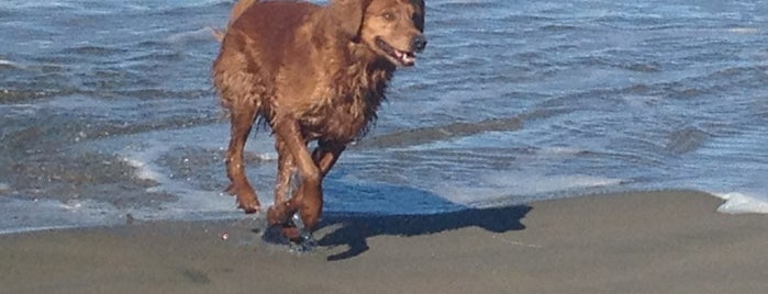 Toro Creek Dog Beach is one of Carolineさんの保存済みスポット.