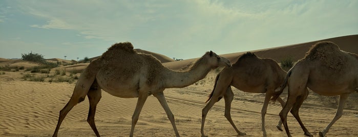Desert Safari is one of Dubai.
