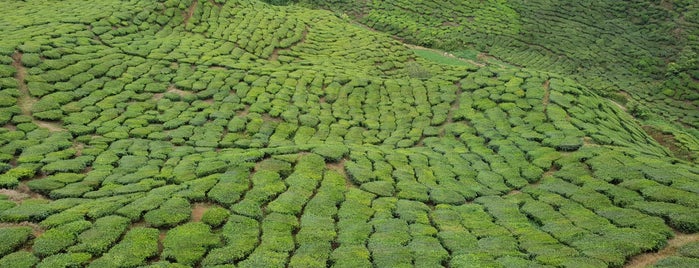 Cameron Valley Tea House is one of @Cameron Highlands, Pahang.