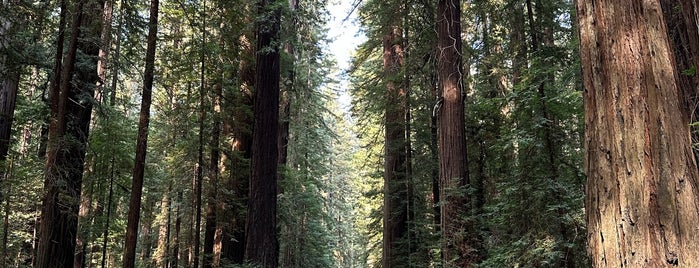 Avenue of the Giants is one of Beyond the Peninsula.