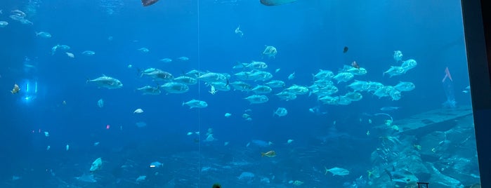 Georgia Aquarium is one of A.