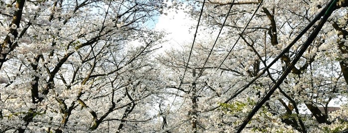さくら坂 is one of 🌸桜が綺麗な坂.