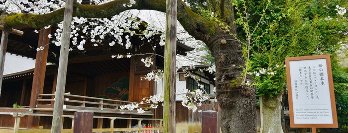 桜開花判定標本木 is one of Japan-日本-ประเทศญี่ปุ่น.