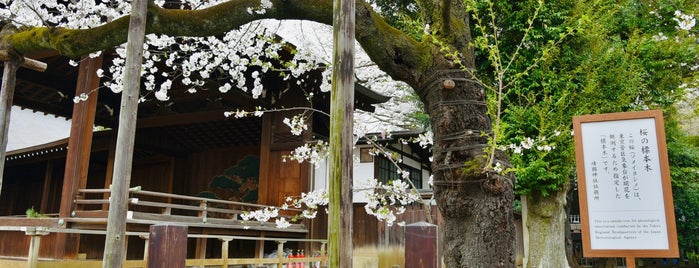 桜開花判定標本木 is one of 史跡等.