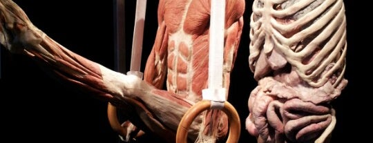 Mostra Body World is one of Fatto!.