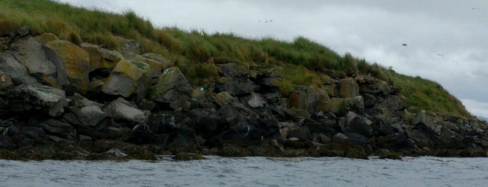 Lundey (Puffin) Island is one of Iceland.