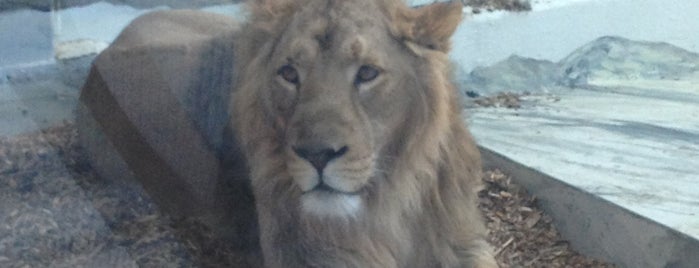 Assiniboine Park Zoo is one of Matthew'in Beğendiği Mekanlar.