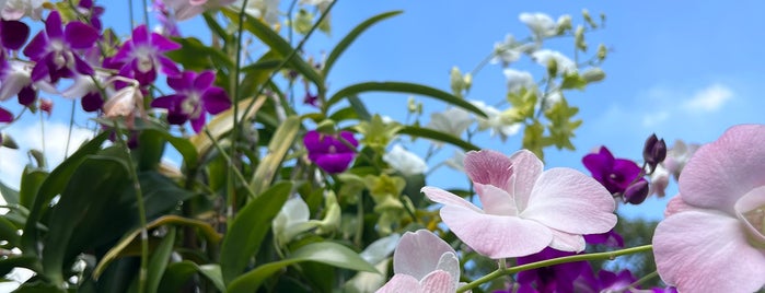 Bangkok Butterfly Garden and Insectarium is one of Thailand For Family.