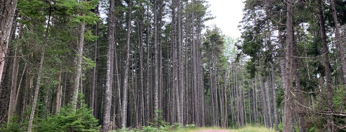 Schoodic Woods Trail is one of Orte, die Phyllis gefallen.