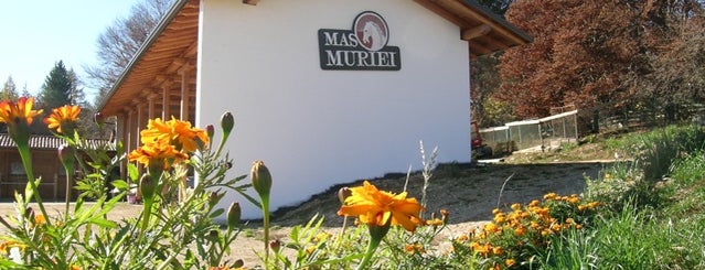Mas Muriei is one of Attività Family.