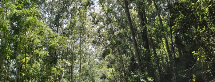 Piduruthalagala Mountain is one of Sri Lanca.