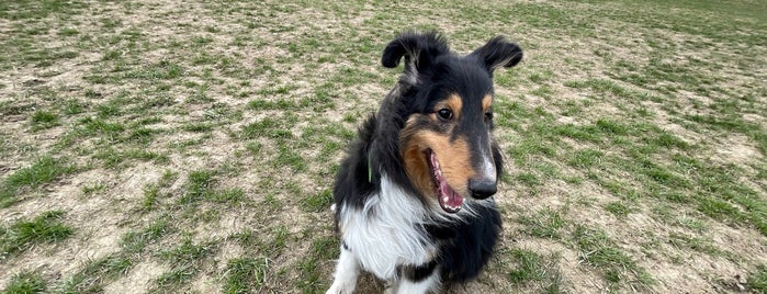 Swift Run Dog Park is one of places to go.