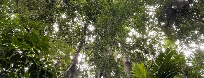 Sai Yai: Big Banyan Tree is one of ตราด, ช้าง, หมาก, กูด.