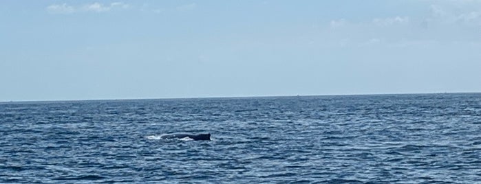 Stellwagen Bank National Marine Sanctuary is one of Cape Cod.