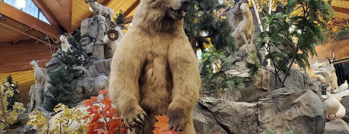 Cabela's is one of Store.