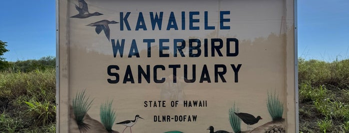 Kawaiele Waterbird Sanctuary is one of Kauai.