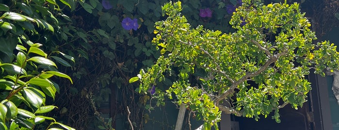 The Sword and Rose is one of HAIGHT ASHBURY.