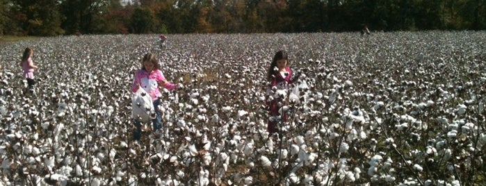 Field Of Cotton is one of Chicago Roadtrip.