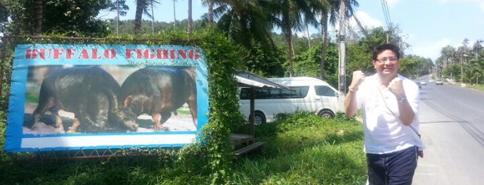 Buffalo Fighting Stadium is one of Koah Samui.