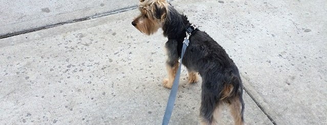 Doggie Styles is one of The 9 Best Places for Grooming in Brooklyn.