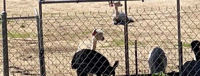 Alpacas At Windy Hill is one of Nikki Kreuzer's Animal Adventures (L.A.area).