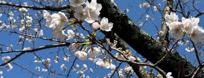 田代公園 is one of 公園.