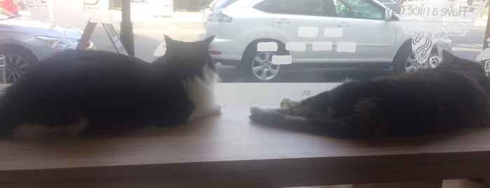 Meow Cat Cafe is one of Canada.