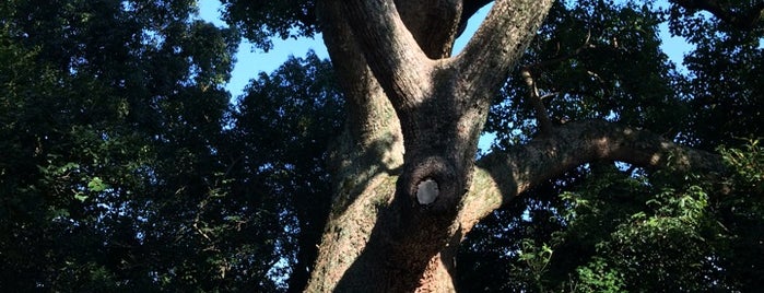 壺井八幡宮の楠 is one of 大阪みどりの百選.